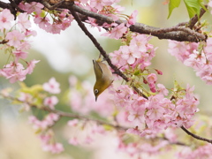 桜とメジロの世界