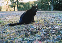 黒猫ポートレート