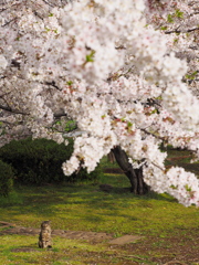 お花見猫