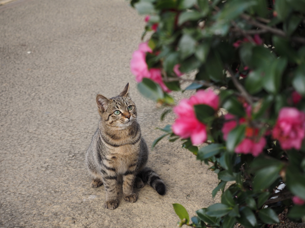 猫と花