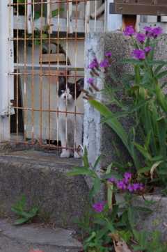 こねこ