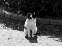 黒白の猫