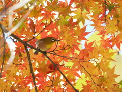 紅葉とメジロ