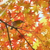 紅葉とメジロ