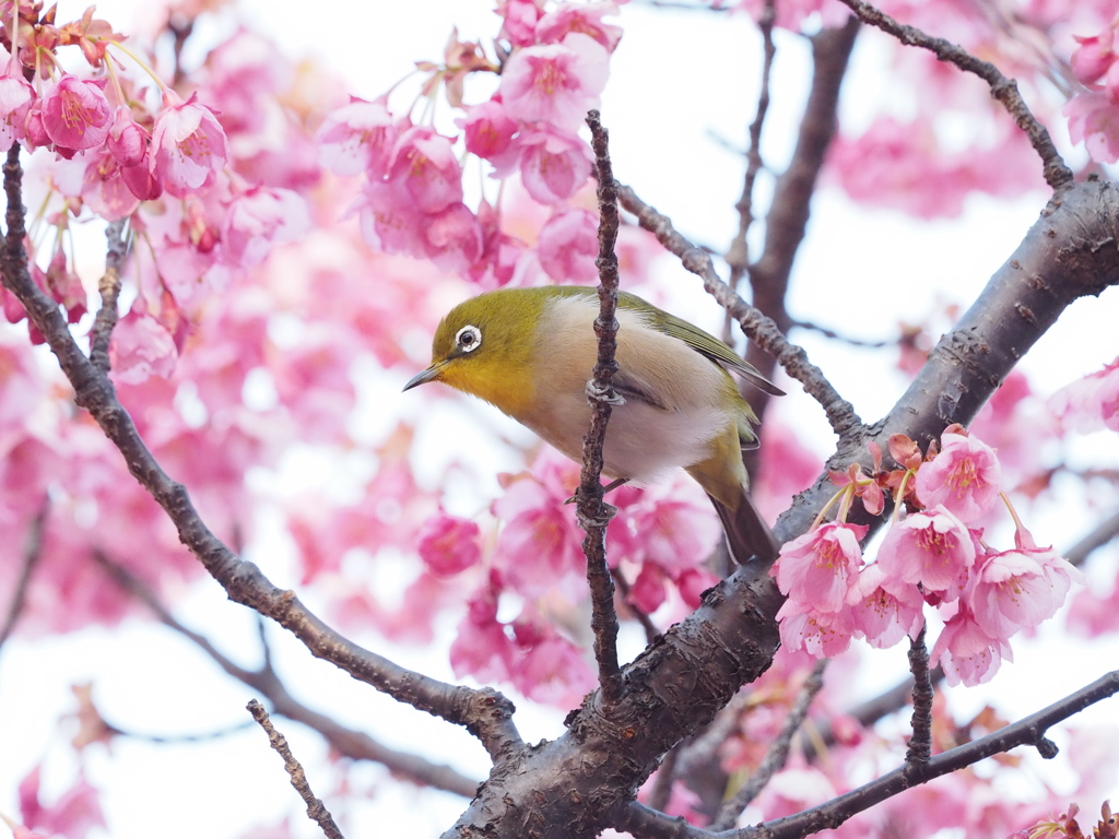 メジロと桜