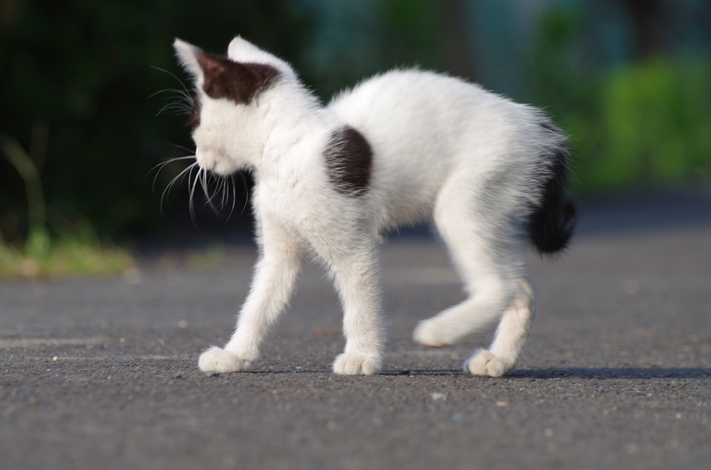 子猫