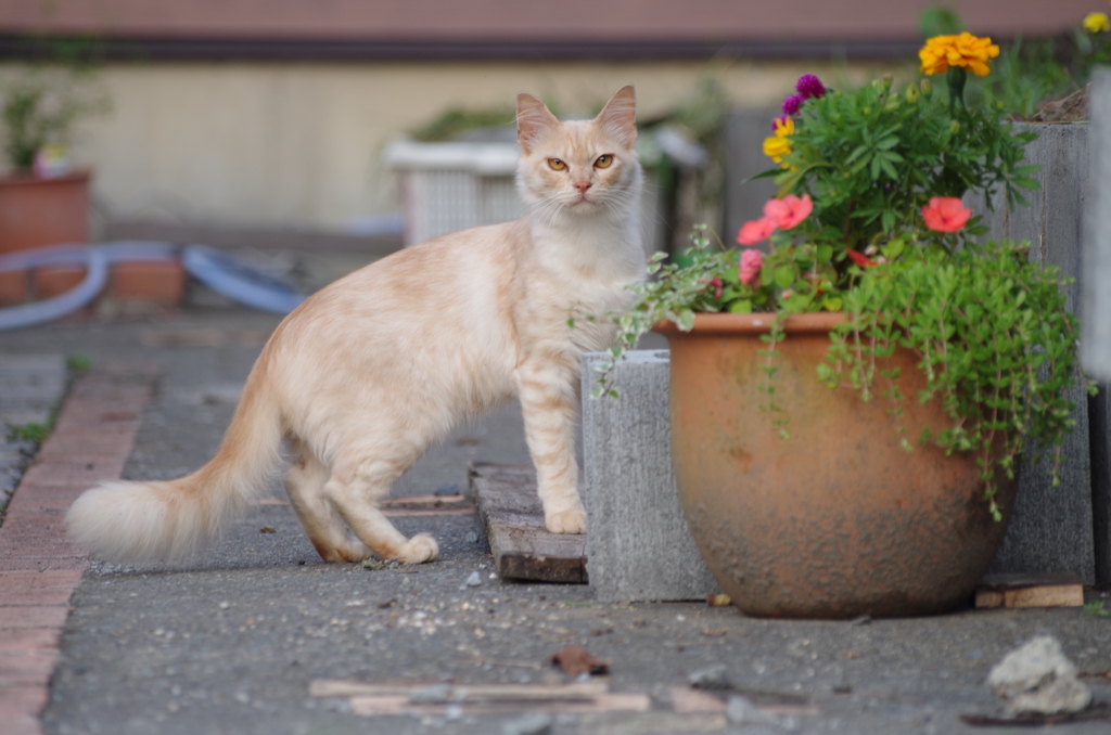 ねこ