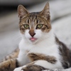 舌出し猫