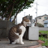 あくび