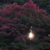 いのちの色づき