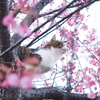 猫と桜