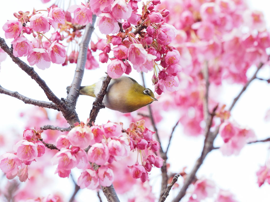 メジロと桜