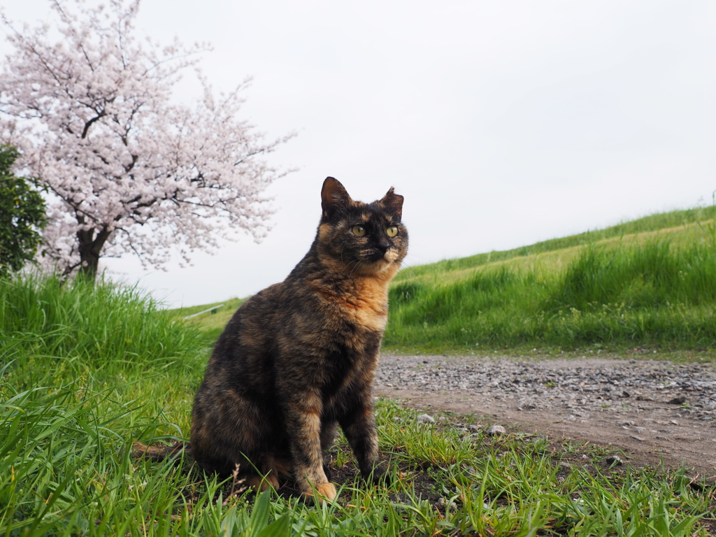 猫と桜