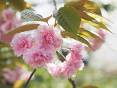 八重桜