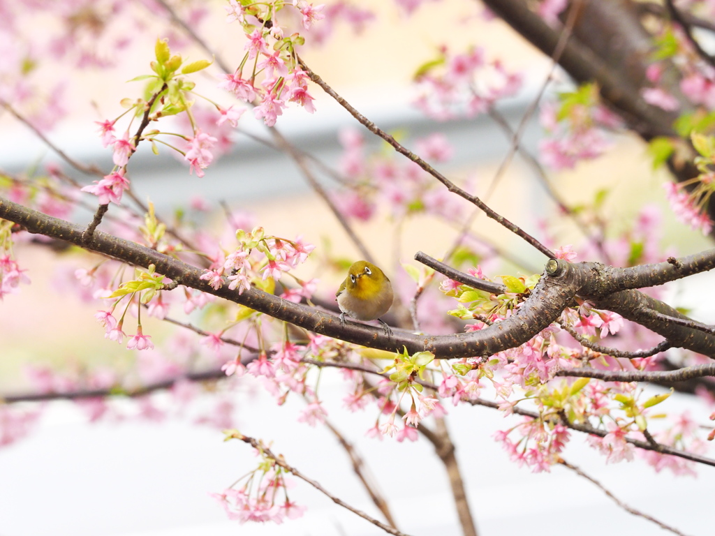 桜の木の枝に留まるメジロ