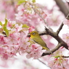桜とメジロ