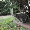 猫のポートレート