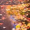 向こうの紅葉