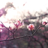 梅の花