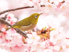 メジロと桜の花粉