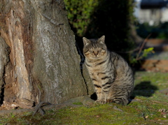 猫の仏様