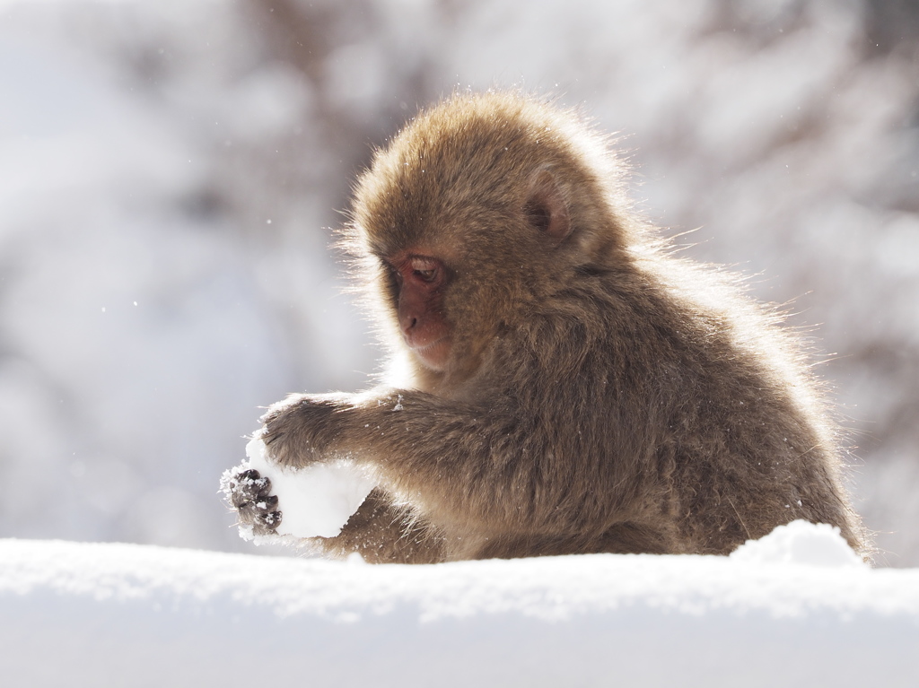 Making a snowball