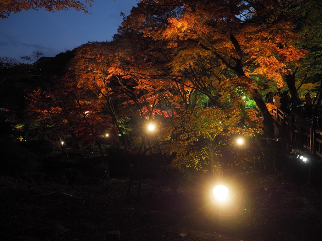 夜の紅葉