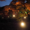夜の紅葉
