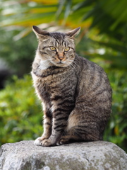 岩の上の猫