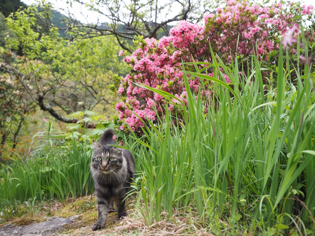 ねこ