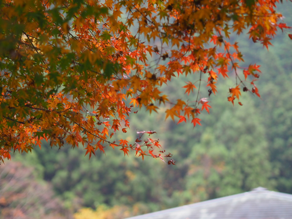 紅葉