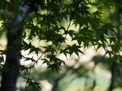 青紅葉
