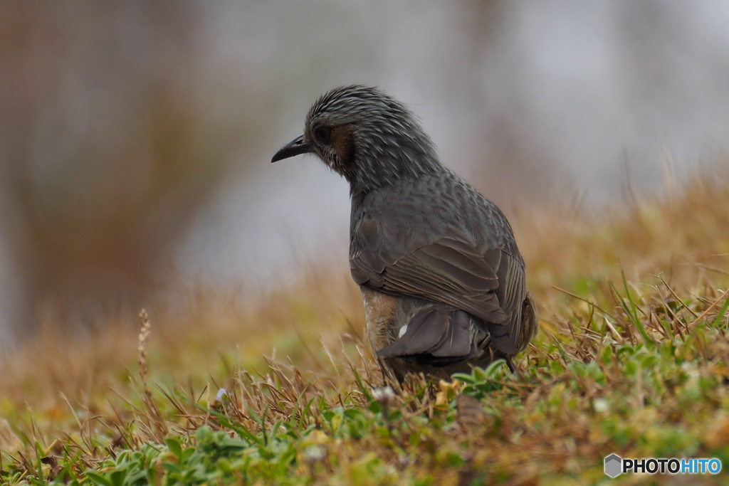野鳥