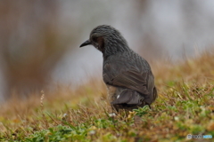 野鳥