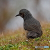 野鳥