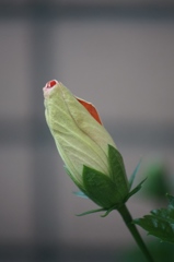 明日開くかな？