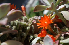 サボテンの花