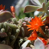 サボテンの花