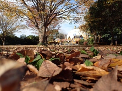 秋の武蔵丘陵森林公園