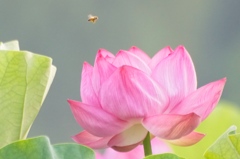 蓮の花