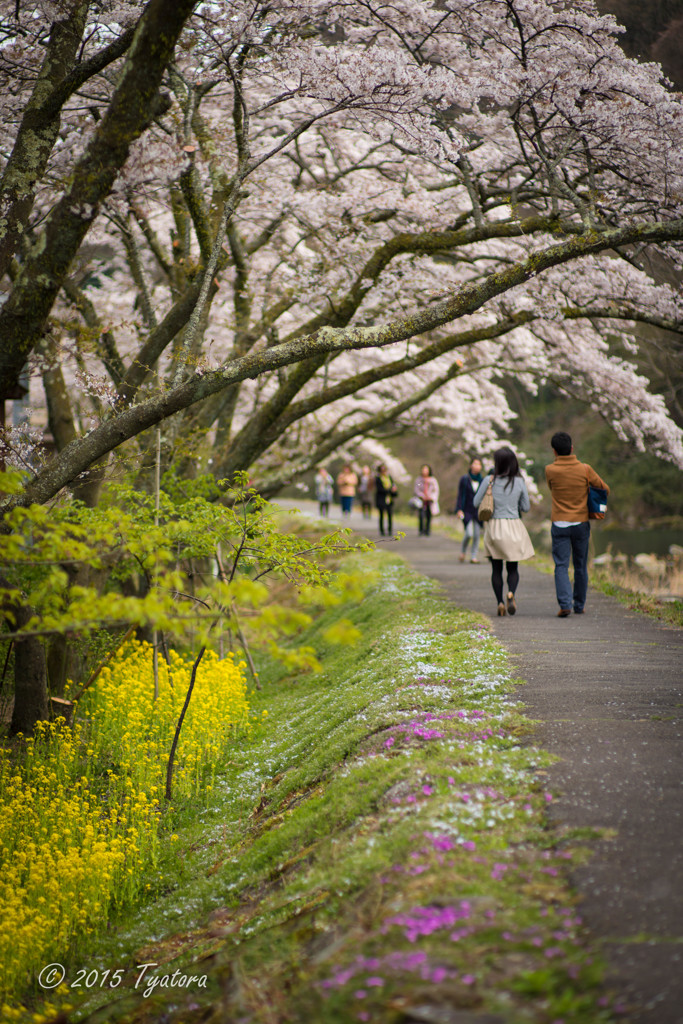桜道を散歩する人々