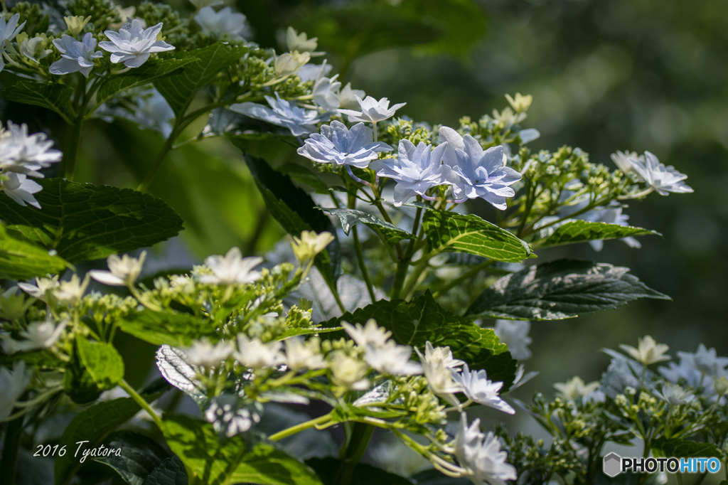 紫陽花