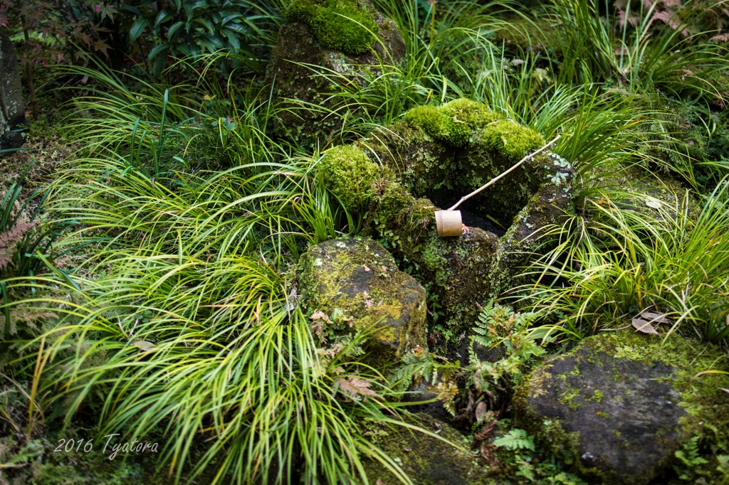 水汲み