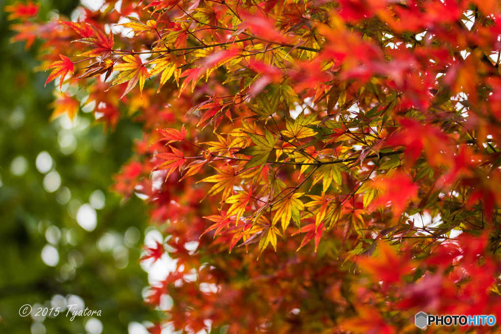 公園の紅葉2