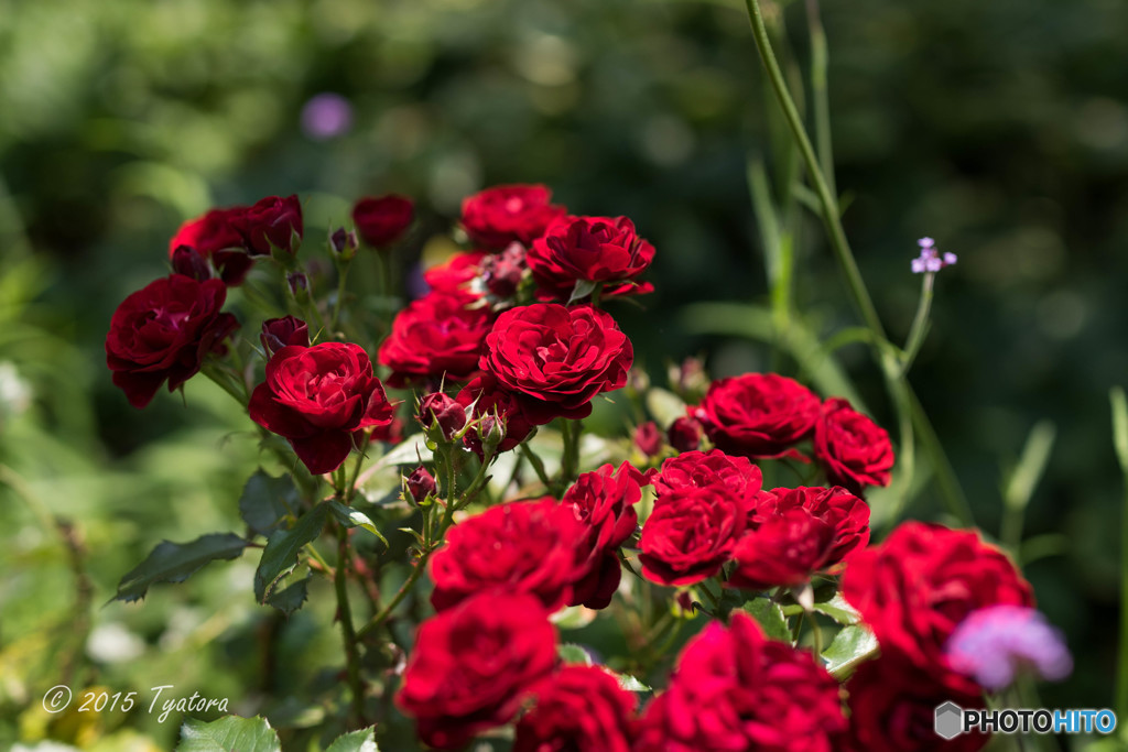 貴女へ送る薔薇