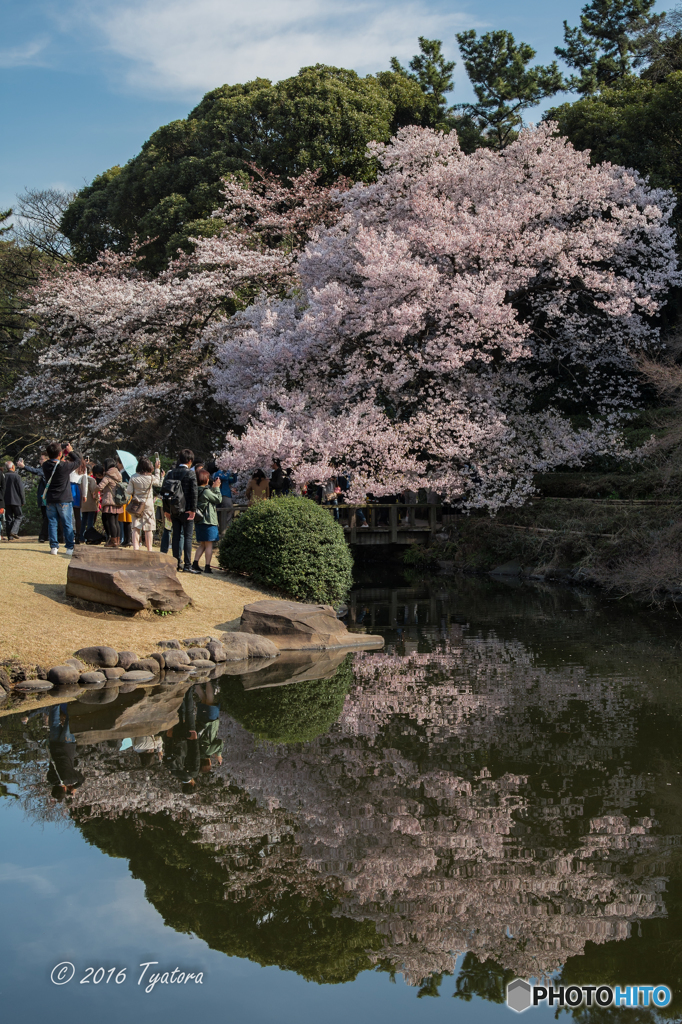 桜に見入る方々