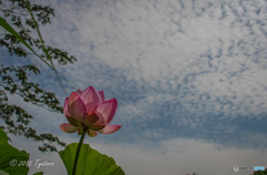 蓮花と空