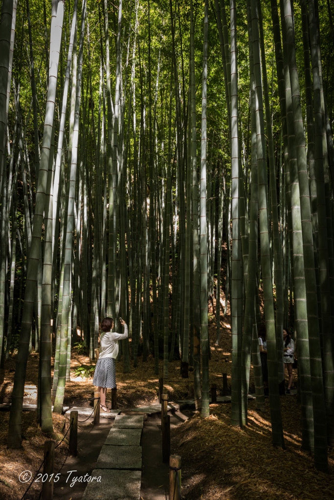 竹林のランウェイ