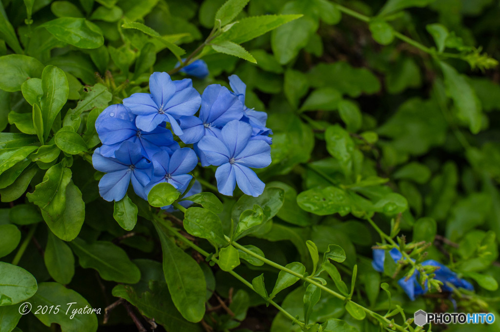 ブルーな花とグリーンな葉