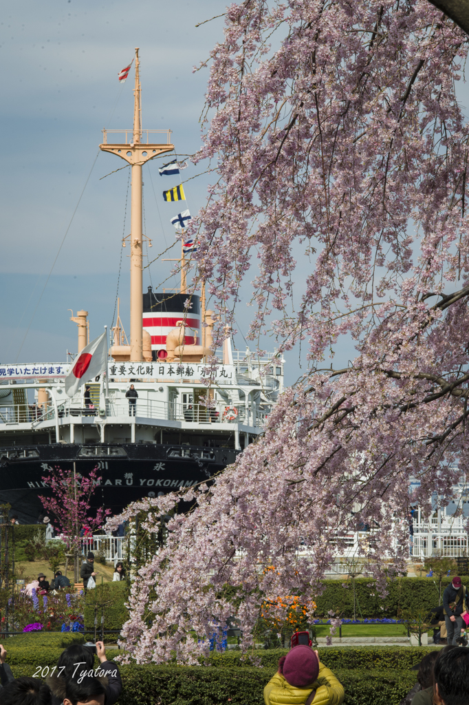 氷川丸と桜